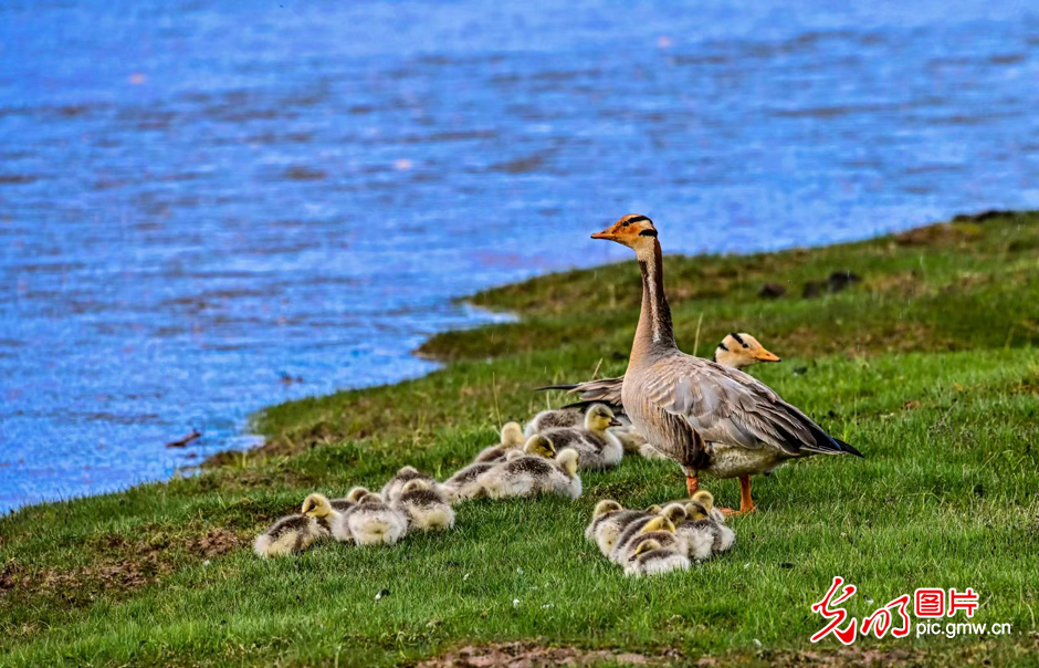 三江源國家公園正式設(shè)立，這是青海生態(tài)文明建設(shè)的新答卷