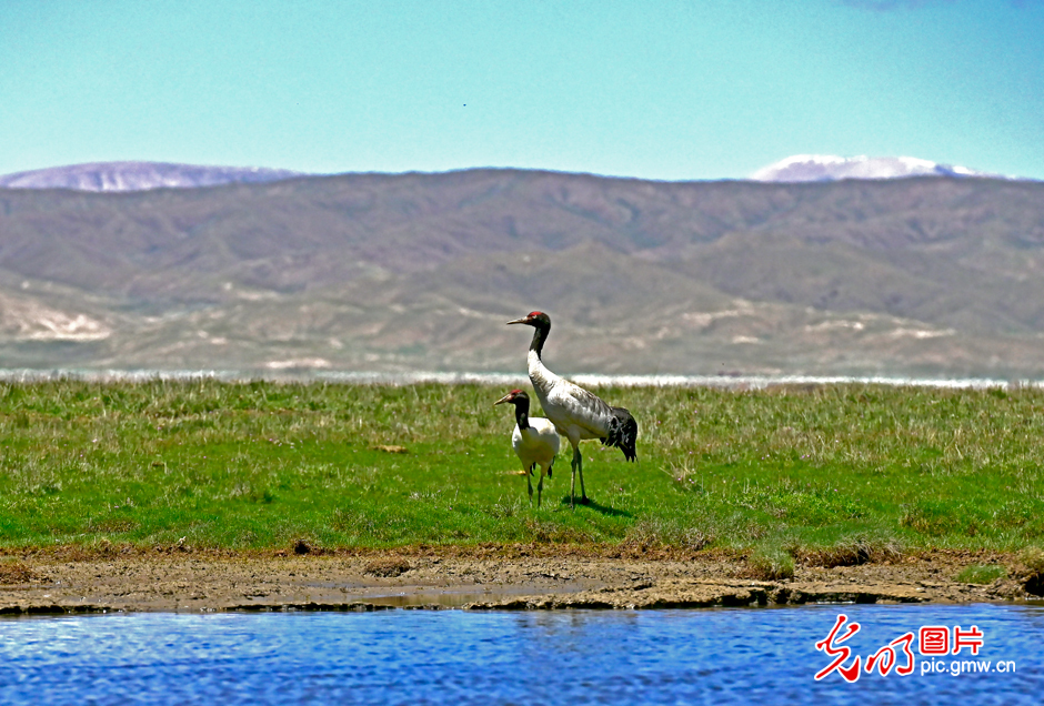 三江源國家公園正式設(shè)立，這是青海生態(tài)文明建設(shè)的新答卷