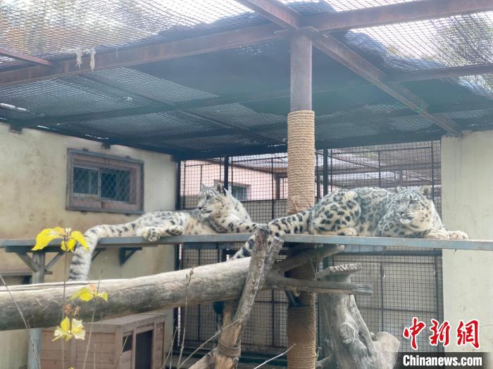 專(zhuān)家提議建立青藏高原雪豹DNA條形碼加速雪豹保護(hù)