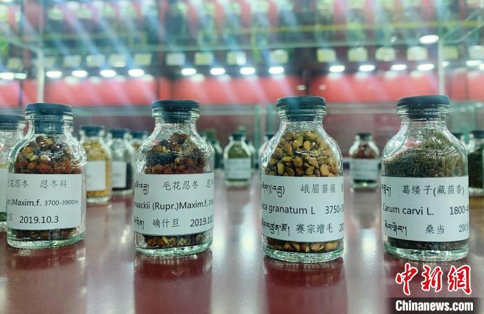 圖為海拔3500米以上珍貴草藥種子?！●R銘言 攝