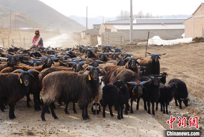 圖為牧民家的黑藏羊?！●R銘言 攝