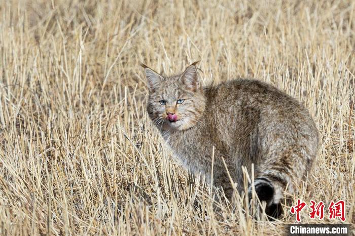 圖為拍攝到的荒漠貓。　孫春生 攝