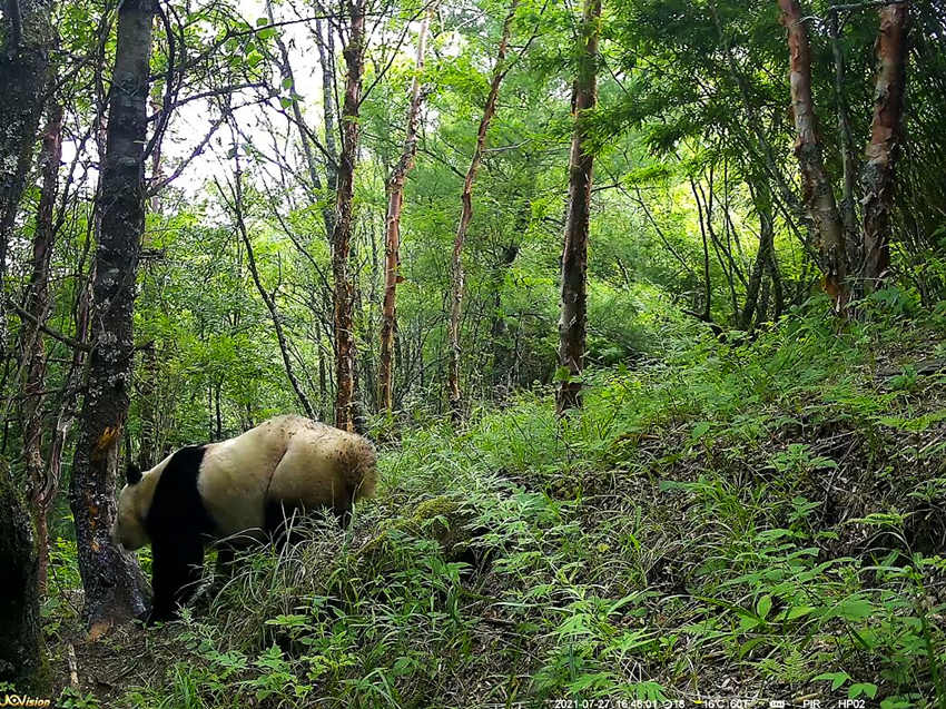 紅外相機(jī)拍攝到的野生大熊貓。平武縣融媒體中心供圖