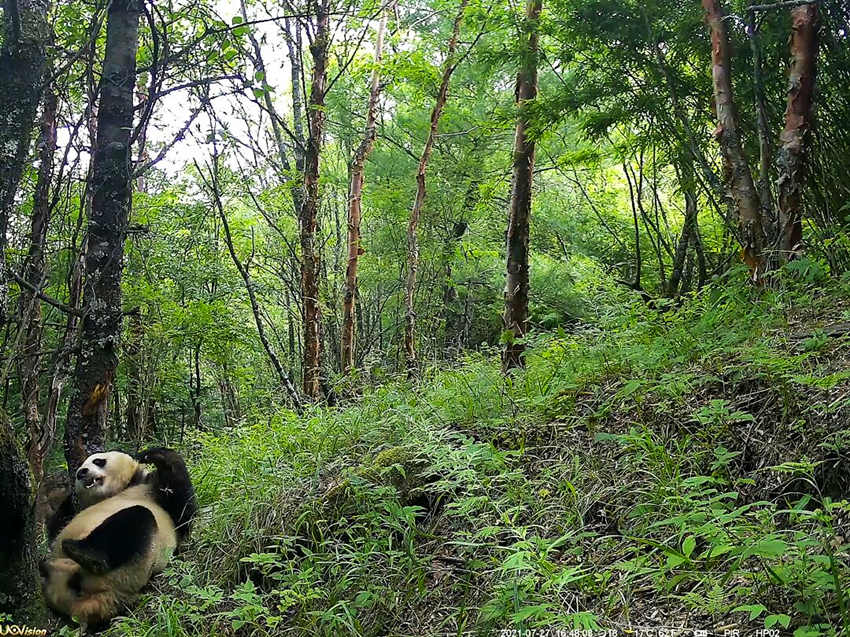 紅外相機(jī)拍攝到的野生大熊貓。平武縣融媒體中心供圖