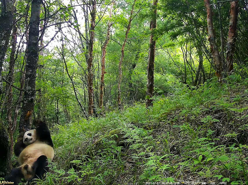 紅外相機(jī)拍攝到的野生大熊貓。平武縣融媒體中心供圖