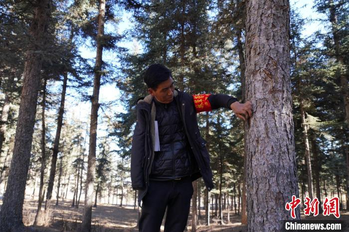 圖為桑杰加檢查林場樹木是否有病蟲害?！●R銘言 攝