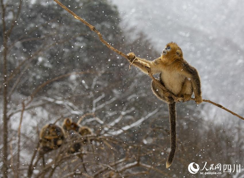 雪中嬉戲的川金絲猴。鐘歡攝