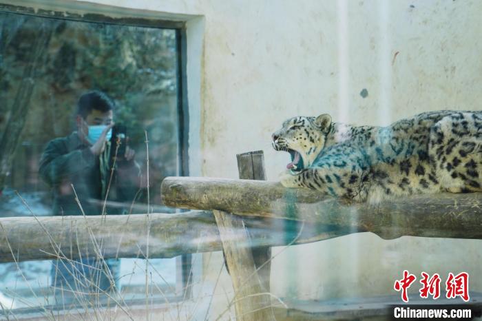 圖為雪豹“奶爸”史壽軍正在直播?！●R銘言 攝