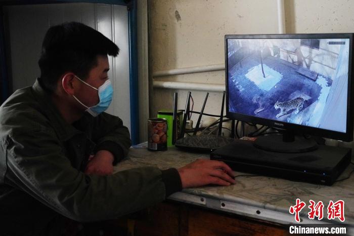 圖為雪豹“奶爸”史壽軍通過監(jiān)控察看雪豹情況。　馬銘言 攝