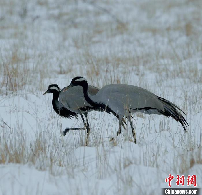 在若爾蓋濕地的蓑羽鶴?！∩袞|機(jī) 攝