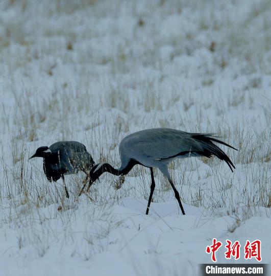 在若爾蓋濕地的蓑羽鶴?！∪魏吻?攝