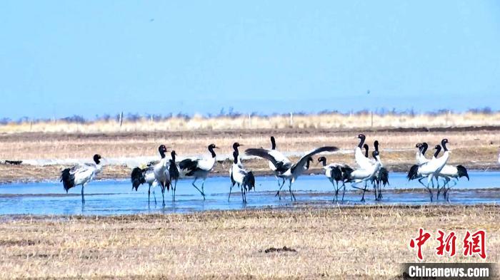 圖為成群的黑頸鶴“翩翩起舞”?！‘?dāng)智 攝