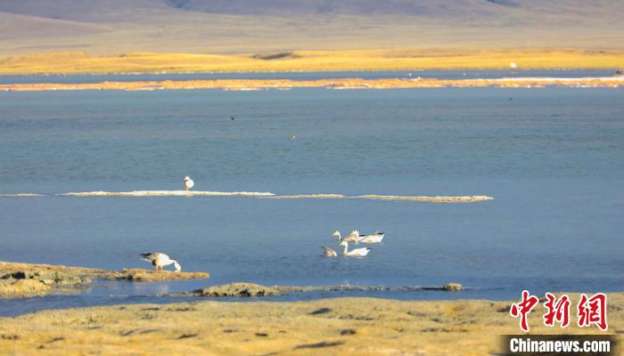 圖為斑頭雁在班德湖中休憩。　綠色江河 供圖