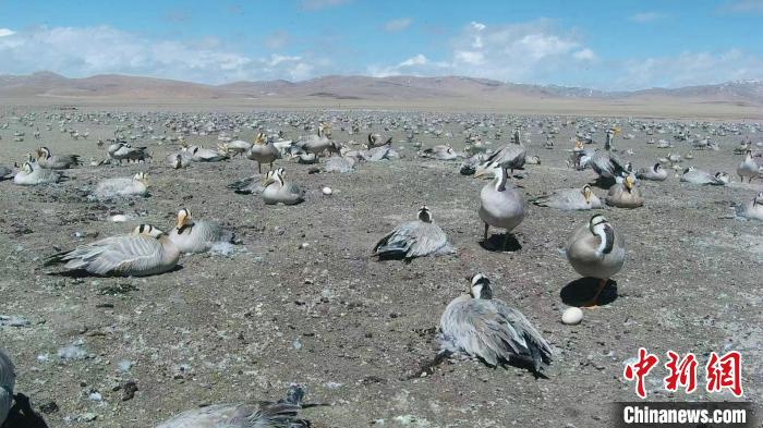 圖為斑頭雁在空地上孵蛋?！【G色江河 供圖