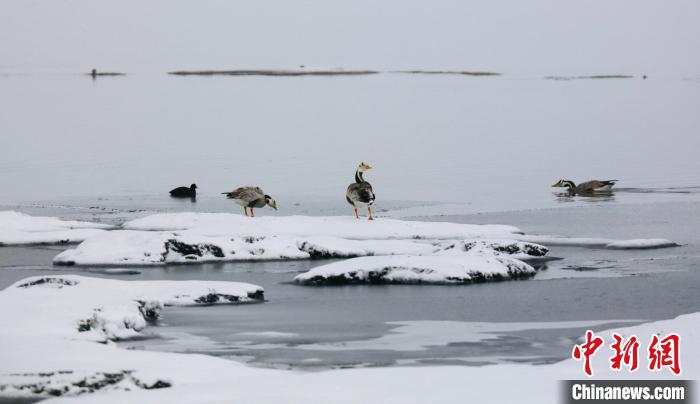 圖為斑頭雁在班德湖邊嬉戲?！【G色江河 供圖