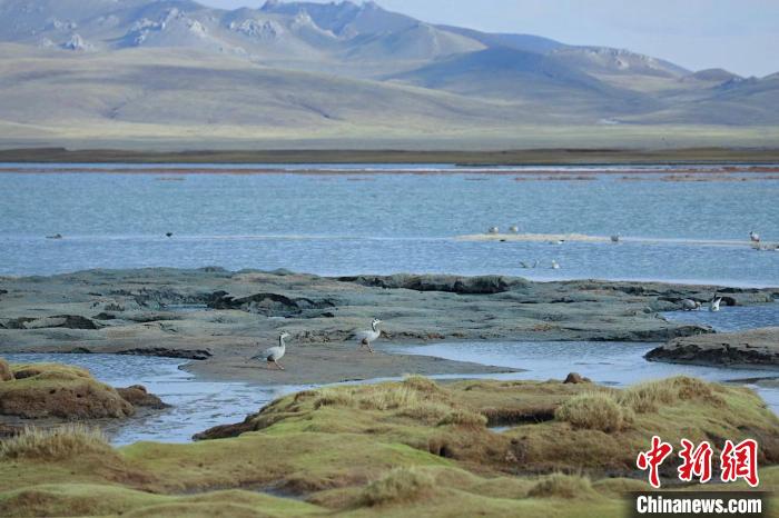 圖為斑頭雁在班德湖中覓食?！【G色江河 供圖