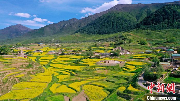 圖為加吾鄉(xiāng)的油菜花?！￡P(guān)卻才讓 攝