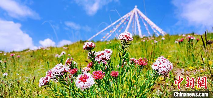 圖為草原一角?！?韓麗 　攝