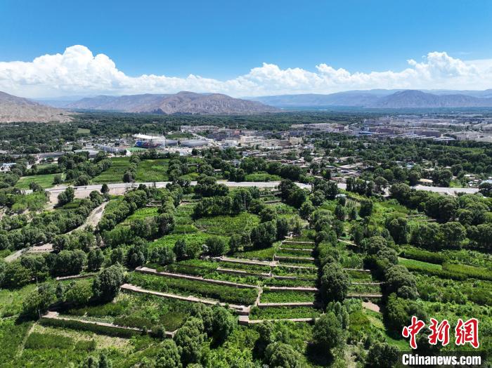 航拍貴德縣黃河岸畔綠意盎然。　馬銘言 攝