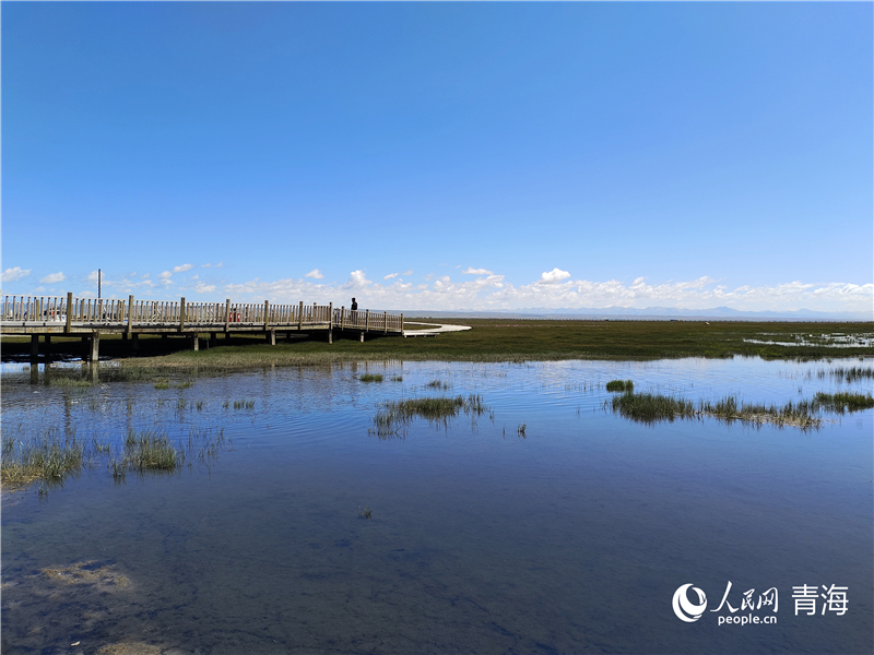 青海湖仙女灣。人民網(wǎng) 張莉萍攝