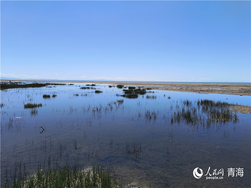   青海湖仙女灣。人民網(wǎng) 張莉萍攝
