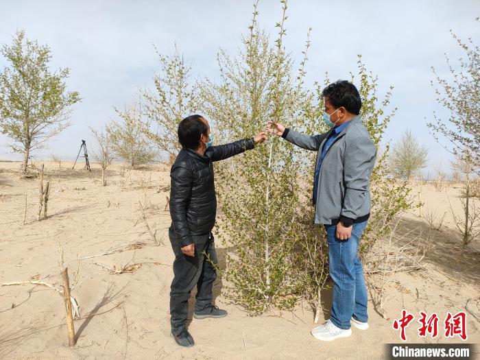 柴達(dá)木盆地的護(hù)林員：守護(hù)，只為那一片綠