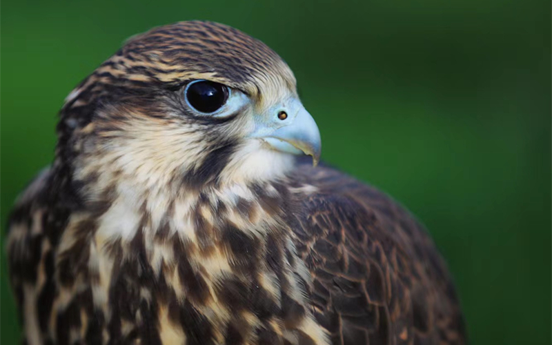 獵隼。江文江措攝