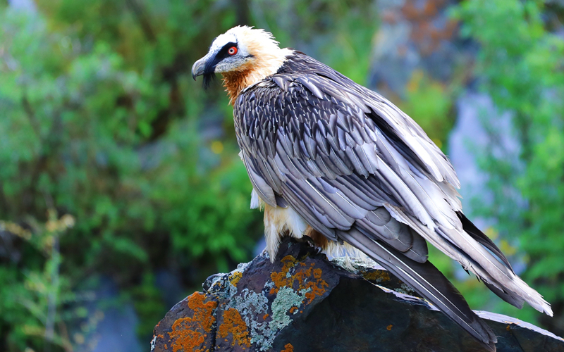 胡兀鷲。江文江措攝