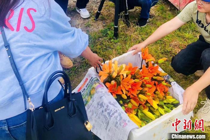 村民采摘百合花?！∪捞量h委宣傳部供圖