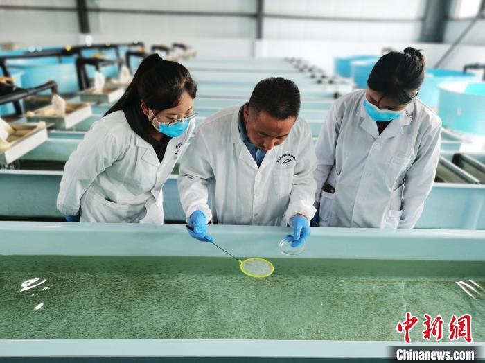 圖為工作人員檢查魚苗?！?zhí)砀?攝