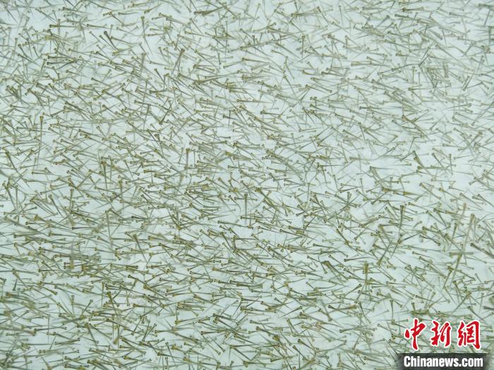 圖為密集培育的魚苗?！?zhí)砀?攝