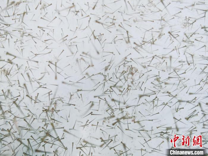 圖為魚苗?！?zhí)砀?攝