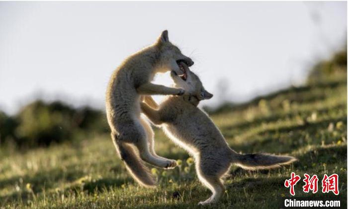 圖為郝進芳的作品《難分勝負(fù)》。　青海省祁連山自然保護協(xié)會供圖
