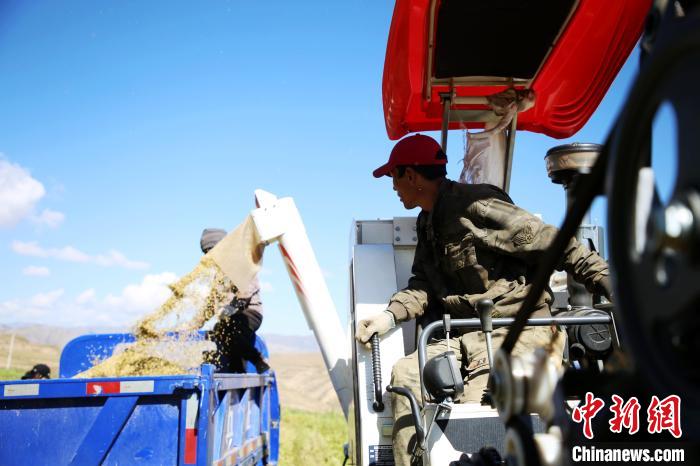 圖為飼草收割?！●R芝芬 攝