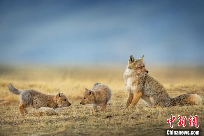 圖為焦生福的作品《居安思?！?。　青海省祁連山自然保護(hù)協(xié)會(huì)供圖