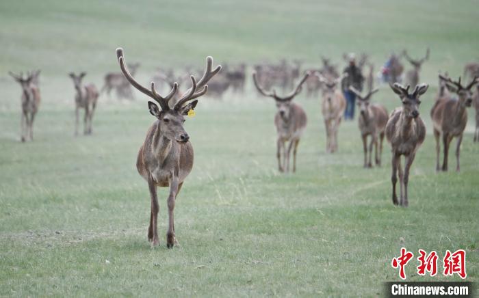 2022年夏日時節(jié)，甘肅張掖市肅南縣祁連山下的馬鹿養(yǎng)殖基地。(資料圖) 楊艷敏 攝