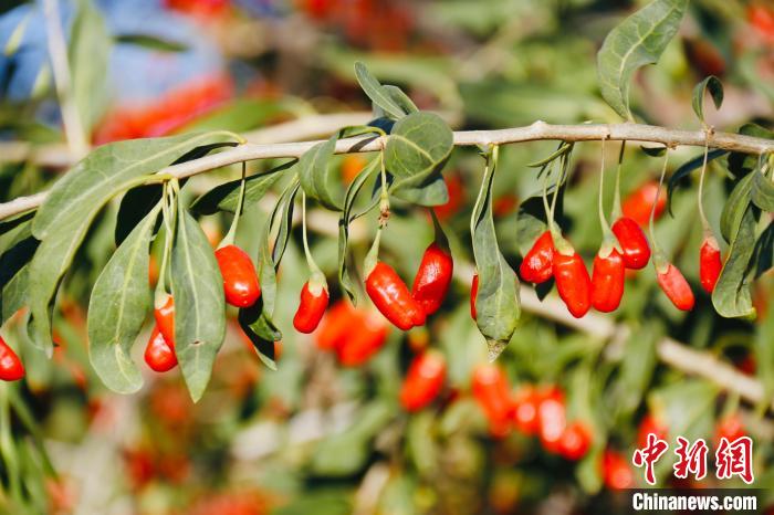 圖為柴達(dá)木盆地有機(jī)枸杞?！O睿 攝