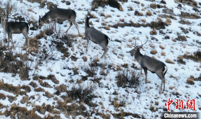 圖為巖羊和馬鹿集體覓食?！《继m縣融媒體中心 供圖
