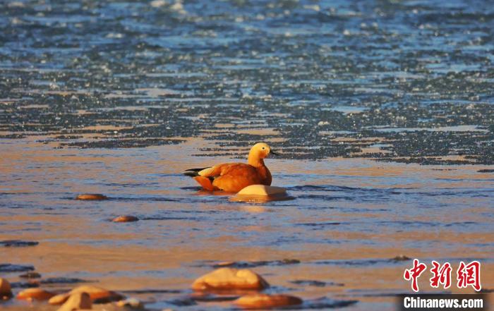 圖為赤麻鴨自在游曳?！“兹斩〔冀?攝
