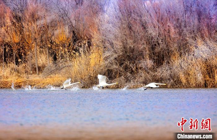 圖為起舞的天鵝與碧波蕩漾的湖面相映成趣。　簡(jiǎn)約 攝