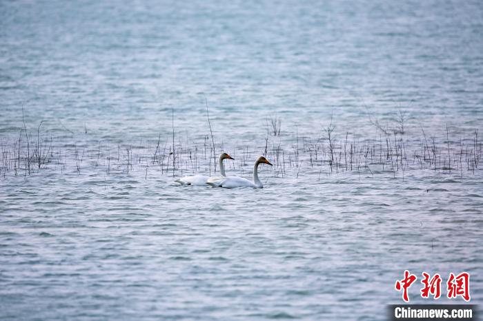 圖為天鵝在湖面嬉戲?！◇泱憔?攝