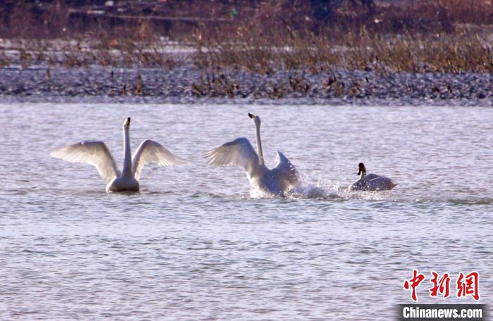 圖為黃河岸畔貴德縣迎來(lái)天鵝“做客”?！◇泱憔?攝