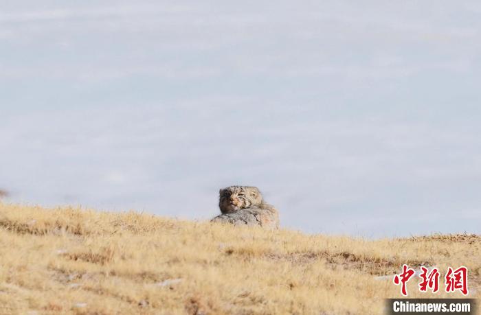 圖為回頭張望的兔猻。　拉毛杰 攝