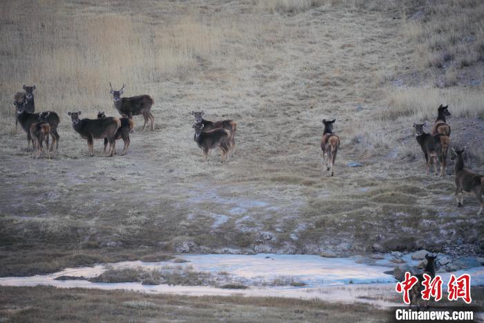 圖為都蘭縣境內(nèi)的野生動(dòng)物?！±?攝