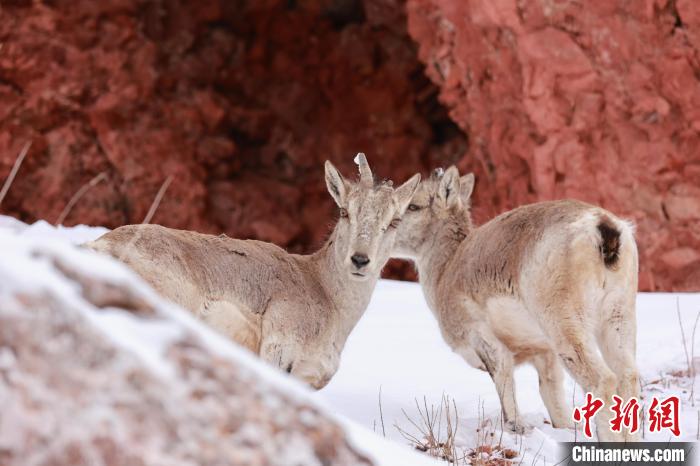 圖為在雪中悠然自得的巖羊?！“兹斩〔冀?攝
