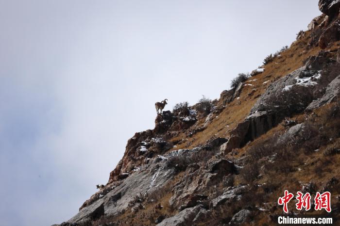 圖為在山崖上站立的巖羊?！“兹斩〔冀?攝