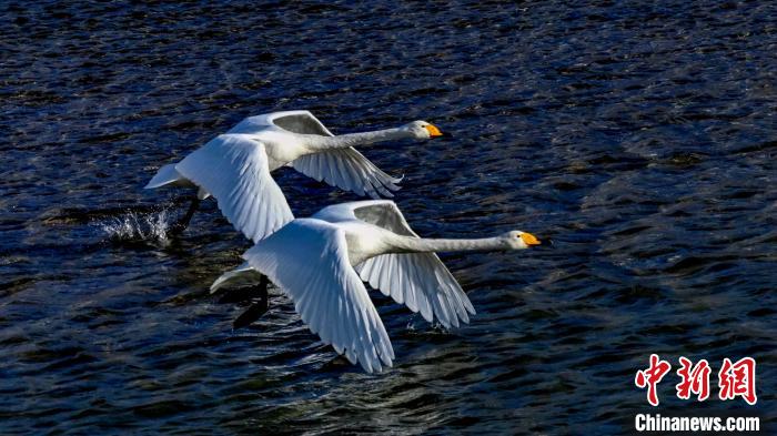 圖為兩只大天鵝?！?yán)桉 攝