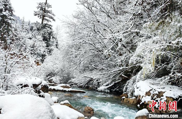 大熊貓國家公園王朗片區(qū)春雪如畫，宛若仙境。　羅春平 攝