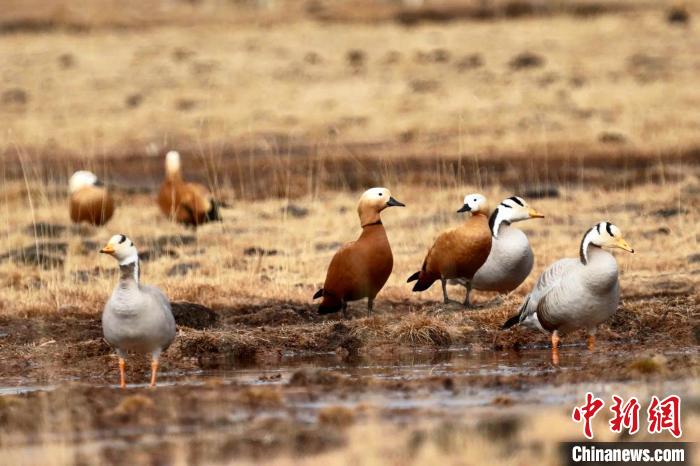 圖為斑頭雁和赤麻鴨?！“?攝