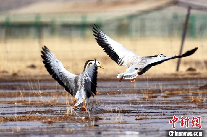 圖為斑頭雁嬉戲飛翔?！“?攝